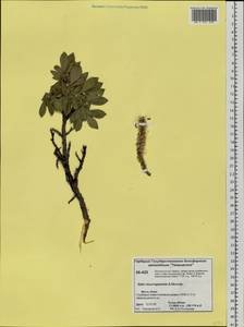 Salix recurvigemmata A. K. Skvortsov, Siberia, Central Siberia (S3) (Russia)