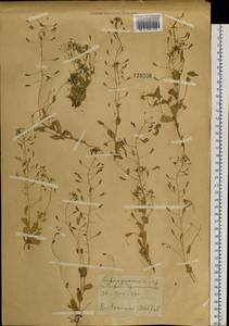 Draba nemorosa L., Siberia, Altai & Sayany Mountains (S2) (Russia)
