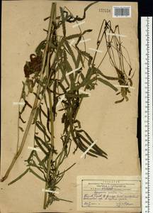 Poterium tenuifolium var. album (Trautv. & C.A.Mey.) J.H.Xue, Chepinoga & K.P.Ma, Siberia, Russian Far East (S6) (Russia)