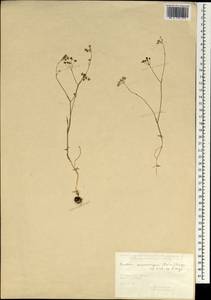 Bunium microcarpum (Boiss.) Freyn & Sint. ex Freyn, South Asia, South Asia (Asia outside ex-Soviet states and Mongolia) (ASIA) (Turkey)