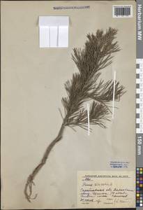 Pinus sylvestris L., Eastern Europe, Lower Volga region (E9) (Russia)