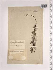 Myriophyllum verticillatum L., Siberia, Altai & Sayany Mountains (S2) (Russia)