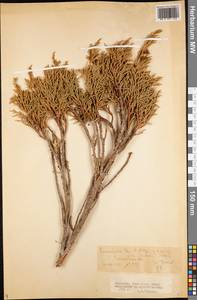 Juniperus pseudosabina Fisch. & C.A.Mey., Middle Asia, Northern & Central Tian Shan (M4) (Kyrgyzstan)