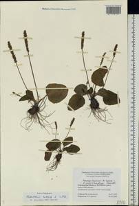 Plantago uliginosa F. W. Schmidt, Eastern Europe, Western region (E3) (Russia)