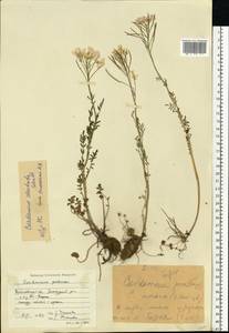 Cardamine pratensis subsp. dentata (Schult.) Celak., Eastern Europe, Central forest region (E5) (Russia)
