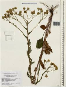 Jacobaea vulgaris subsp. vulgaris, Crimea (KRYM) (Russia)