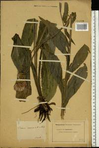 Cirsium canum (L.) All., Eastern Europe, Eastern region (E10) (Russia)