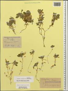 Arabis caucasica Willd., Caucasus, Armenia (K5) (Armenia)