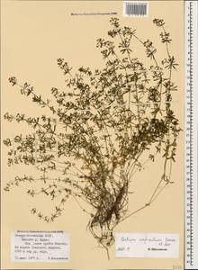 Galium anfractum Sommier & Levier, Caucasus, North Ossetia, Ingushetia & Chechnya (K1c) (Russia)