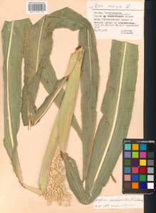 Sorghum bicolor (L.) Moench, Eastern Europe, Moscow region (E4a) (Russia)