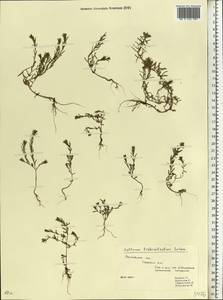 Lythrum tribracteatum Spreng., Eastern Europe, Rostov Oblast (E12a) (Russia)