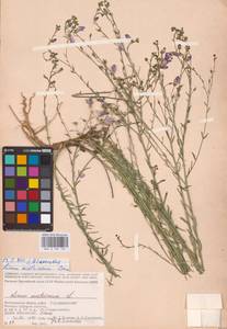 Linum austriacum L., Eastern Europe, Lower Volga region (E9) (Russia)