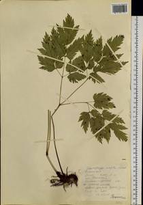 Actaea simplex (DC.) Wormsk. ex Fisch. & C. A. Mey., Siberia, Chukotka & Kamchatka (S7) (Russia)