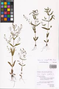MHA 0 008 070, Veronica anagalloides Guss., Eastern Europe, Central forest-and-steppe region (E6) (Russia)
