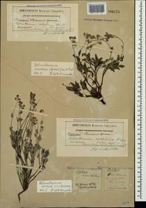 Helianthemum orientale (Grosser) Juz. & Pozdeeva, Crimea (KRYM) (Russia)