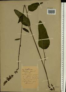 Verbascum nigrum L., Eastern Europe, North Ukrainian region (E11) (Ukraine)
