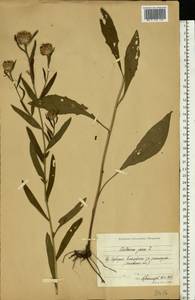 Centaurea jacea L., Eastern Europe, Moscow region (E4a) (Russia)