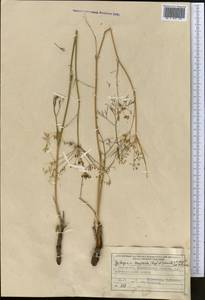 Galagania tenuisecta (Regel & Schmalh.) M.G.Vassiljeva & Pimenov, Middle Asia, Northern & Central Tian Shan (M4) (Kazakhstan)