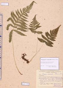 Phegopteris connectilis (Michx.) Watt, Siberia, Altai & Sayany Mountains (S2) (Russia)