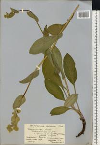 Bupleurum longifolium, Eastern Europe, Eastern region (E10) (Russia)