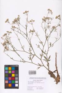 Falcaria vulgaris Bernh., Eastern Europe, Lower Volga region (E9) (Russia)