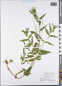 Epilobium lamyi F. W. Schultz, Eastern Europe, Central region (E4) (Russia)