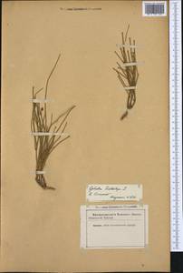 Ephedra distachya L., Western Europe (EUR) (Not classified)