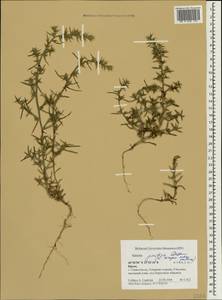 Salsola squarrosa subsp. squarrosa, Crimea (KRYM) (Russia)