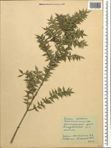 Ruscus aculeatus L., Caucasus, Black Sea Shore (from Novorossiysk to Adler) (K3) (Russia)