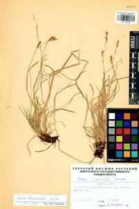 Carex lanceolata Boott, Siberia, Baikal & Transbaikal region (S4) (Russia)