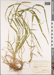 Hordelymus europaeus (L.) Jess. ex Harz, Caucasus, Stavropol Krai, Karachay-Cherkessia & Kabardino-Balkaria (K1b) (Russia)