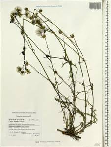 Sonchus tenerrimus L., Africa (AFR) (Spain)