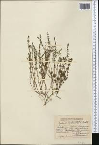 Galium verticillatum Danthoine ex Lam., Middle Asia, Dzungarian Alatau & Tarbagatai (M5) (Kazakhstan)