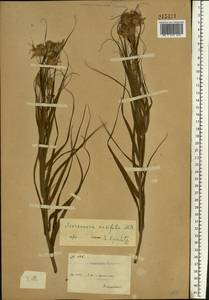 Gelasia ensifolia (M. Bieb.) Zaika, Sukhor. & N. Kilian, Eastern Europe, South Ukrainian region (E12) (Ukraine)