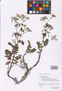Berula erecta (Huds.) Coville, Eastern Europe, Central forest-and-steppe region (E6) (Russia)