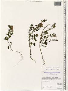 Scutellaria pontica K.Koch, Caucasus, Georgia (K4) (Georgia)