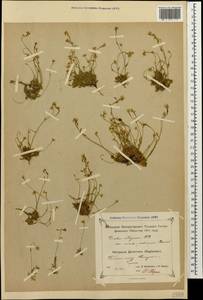 Draba siliquosa M.Bieb., Caucasus, Dagestan (K2) (Russia)