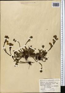 Pedicularis rhinanthoides subsp. rotundata Vved., Middle Asia, Pamir & Pamiro-Alai (M2) (Tajikistan)
