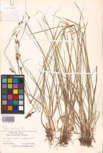 Carex hostiana DC., Eastern Europe, North-Western region (E2) (Russia)