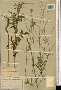 Cephalaria transsylvanica (L.) Schrad. ex Roem. & Schult., Caucasus, Stavropol Krai, Karachay-Cherkessia & Kabardino-Balkaria (K1b) (Russia)