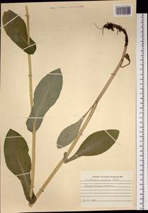 Bupleurum aureum Fisch., Siberia, Western Siberia (S1) (Russia)