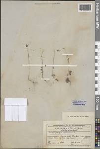 Saxifraga sibirica L., Middle Asia, Western Tian Shan & Karatau (M3) (Kyrgyzstan)