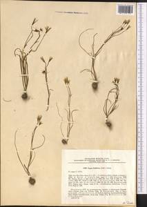Gagea bulbifera (Pall.) Salisb., Middle Asia, Northern & Central Tian Shan (M4) (Kazakhstan)