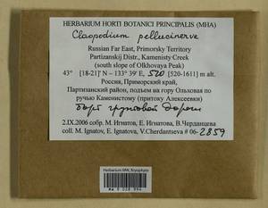 Claopodium pellucinerve (Mitt.) Best, Bryophytes, Bryophytes - Russian Far East (excl. Chukotka & Kamchatka) (B20) (Russia)