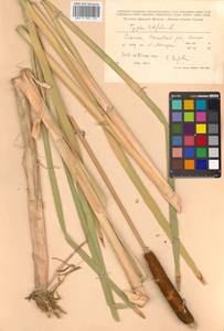 Typha latifolia L., Siberia, Russian Far East (S6) (Russia)