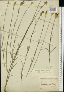 Dianthus borbasii, Eastern Europe, Central forest-and-steppe region (E6) (Russia)