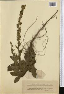 Verbascum phlomoides L., Western Europe (EUR) (Romania)