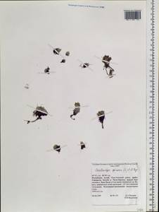 Orostachys spinosa (L.) Mey. ex A. Berger, Siberia, Altai & Sayany Mountains (S2) (Russia)