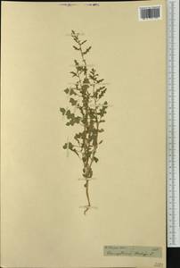 Dysphania botrys (L.) Mosyakin & Clemants, Botanic gardens and arboreta (GARD) (Not classified)