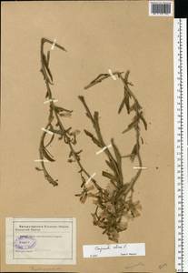 Campanula sibirica L., Eastern Europe, South Ukrainian region (E12) (Ukraine)